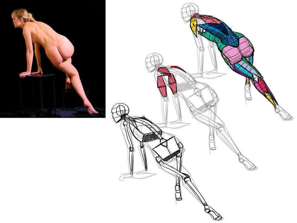 Anatomy Study 005