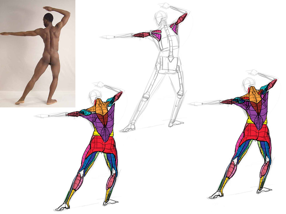 Anatomy Study 006