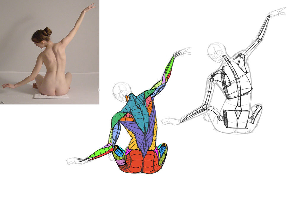 Anatomy Study 001