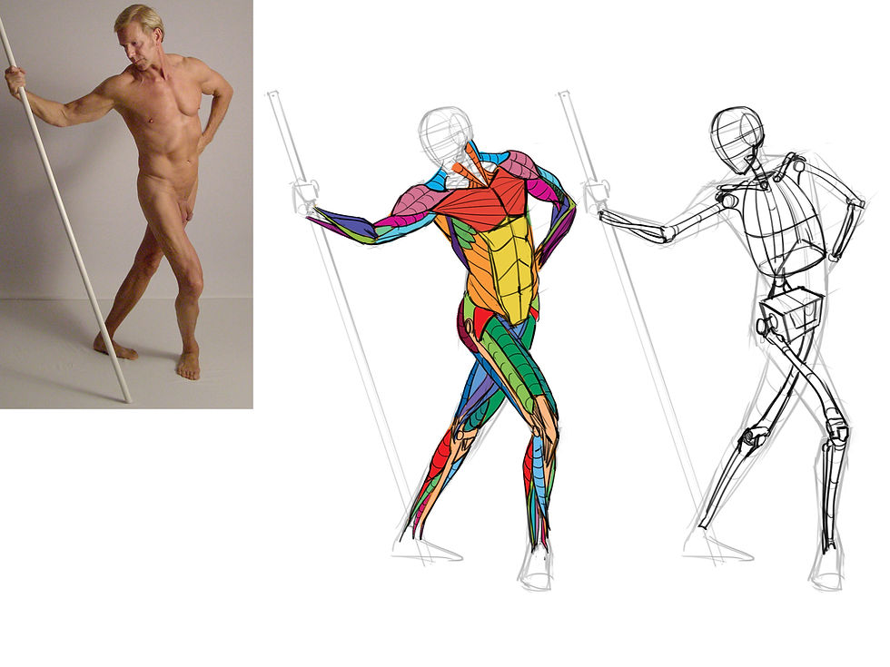 Anatomy Study 009