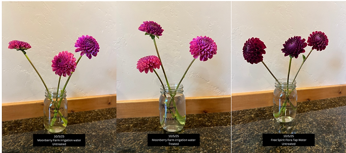 Investigating the effectiveness of floral preservatives in Utah’s water