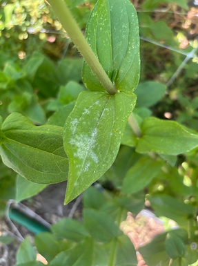 Does Planting Time Affect the Onset of Powdery Mildew in Zinnia Crops?