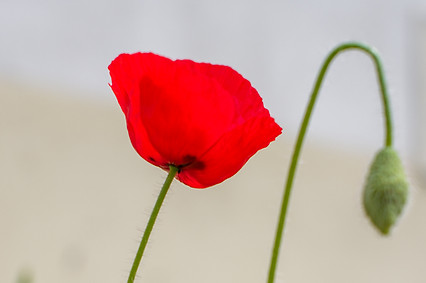 B0000680.jpg
