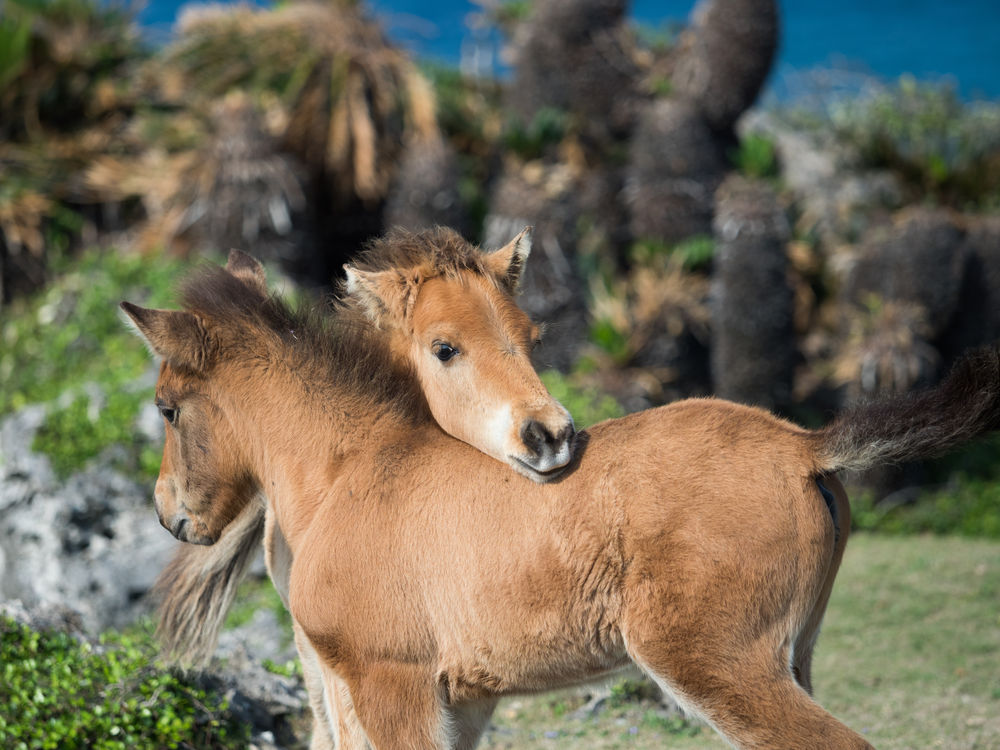 Does Your Horse Listen To You 馬耳東風 ばじとうふう Ba Ji Too Huu