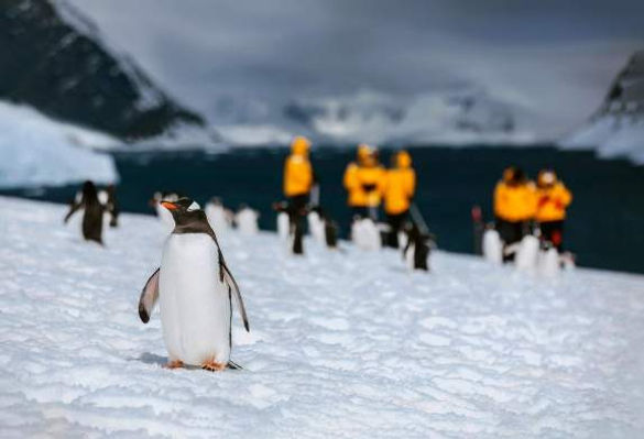 Penguins.jpeg