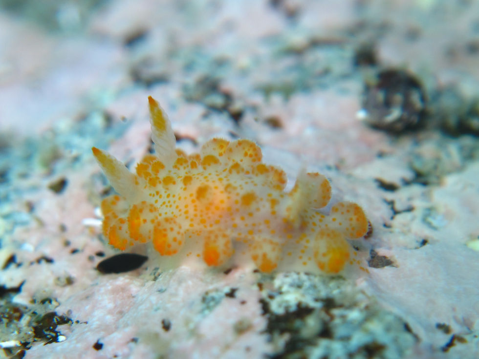 Limacia ornata