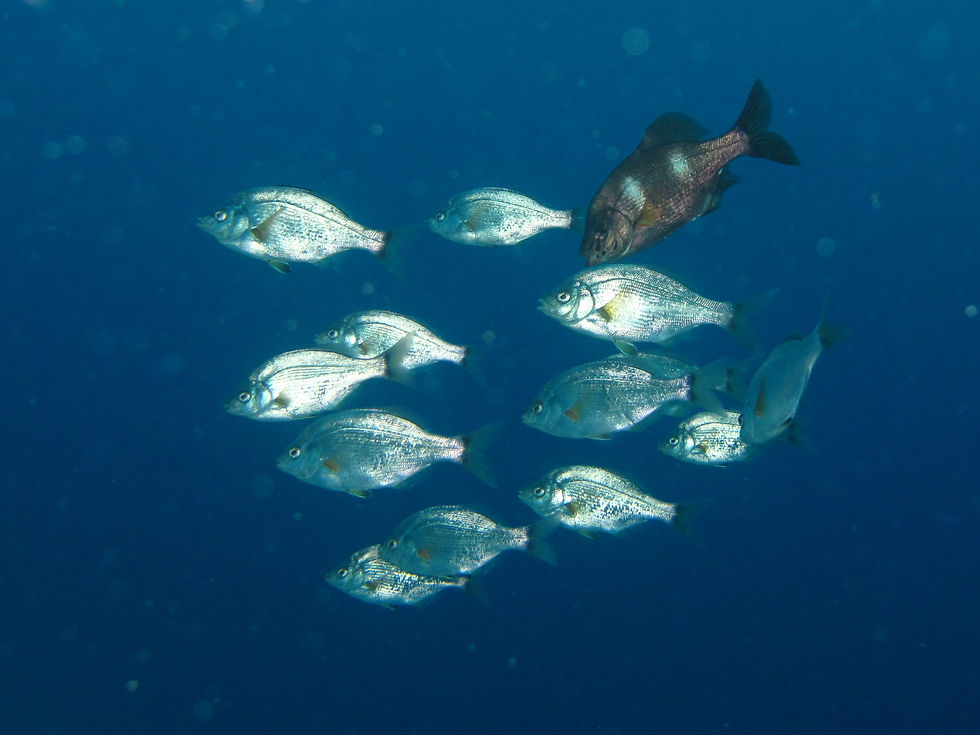 Japanese surfperch