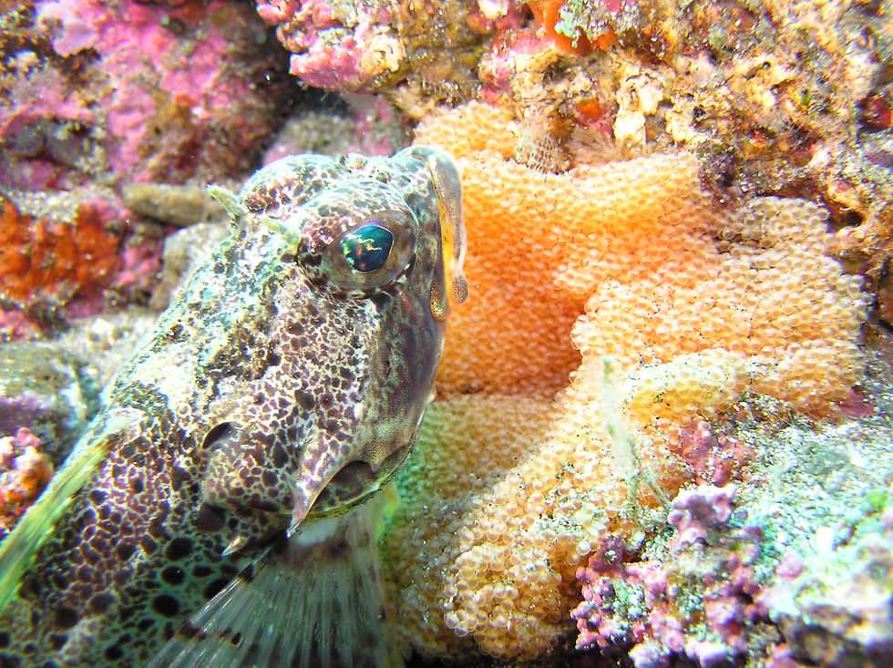 Sculpin(roe)