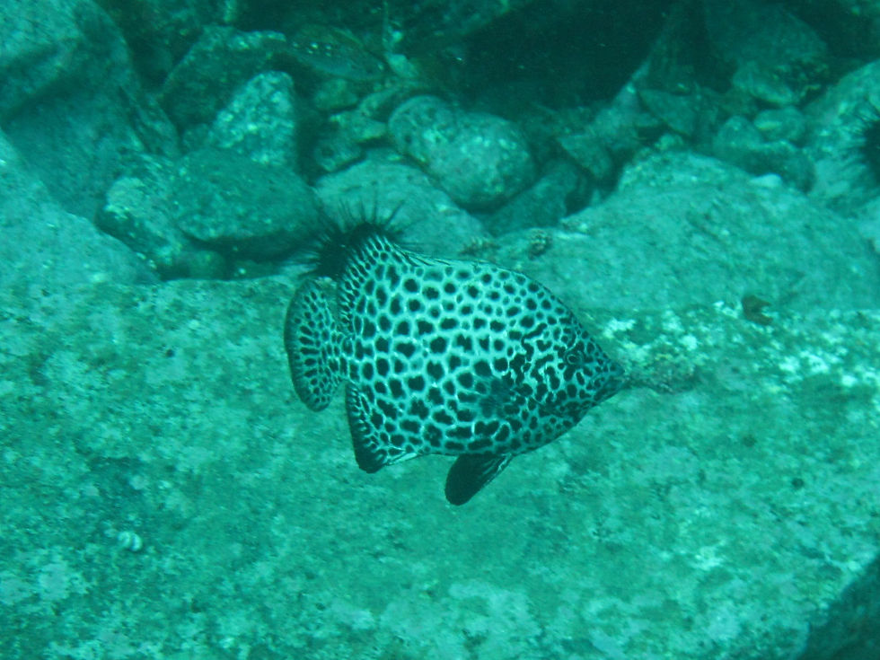 Spotted knifejaw