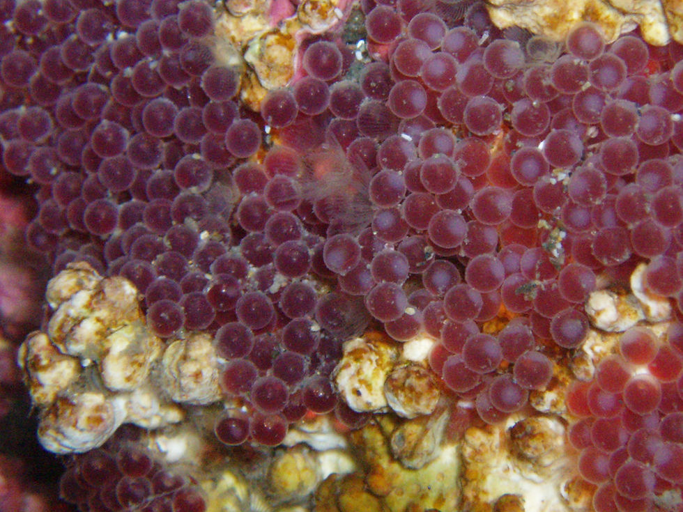 Antlered sculpin(roe)