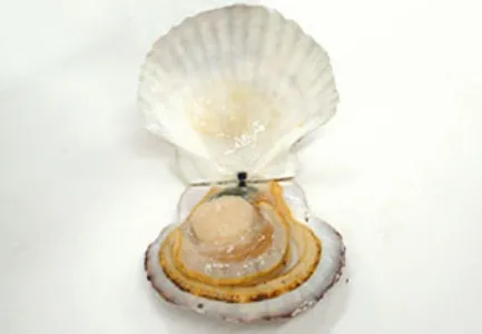 ホタテの殻のはずし方 ヤママル成澤水産