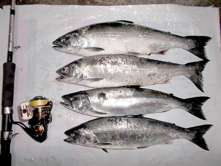 3月22日(水)恵山日ノ浜海岸~サクラマス3人で12匹