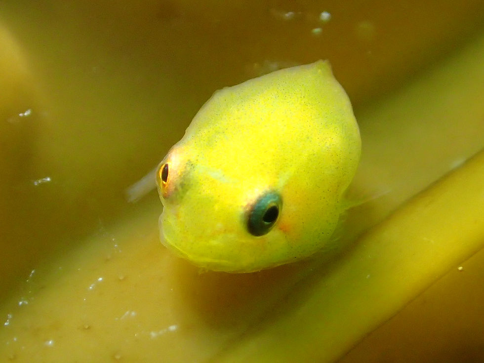 Smooth lumpsucker(baby)