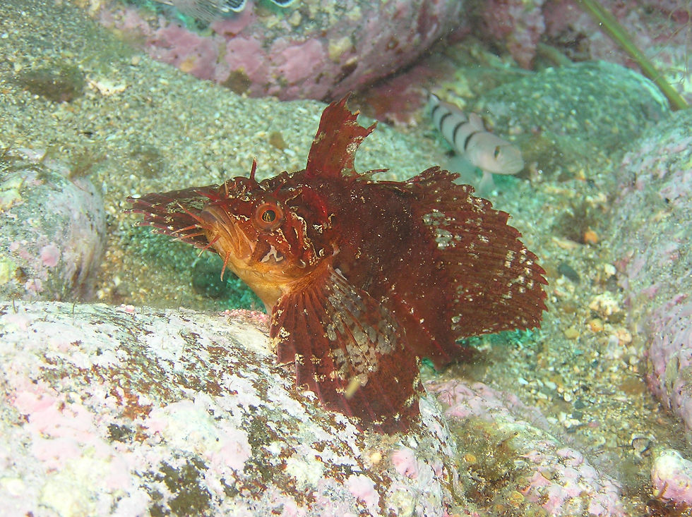 little dragon sculpin