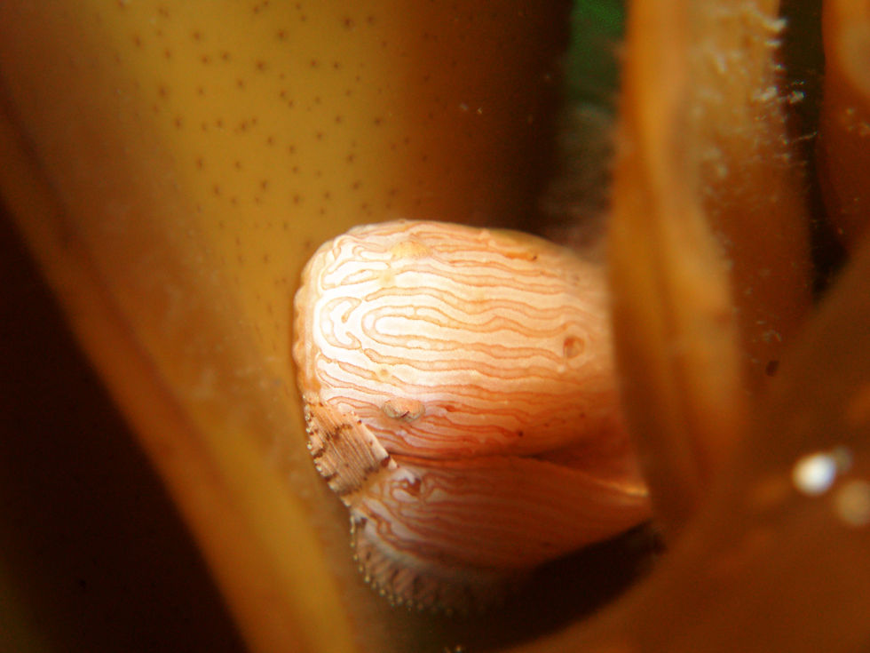 Liparis punctulatus(baby)