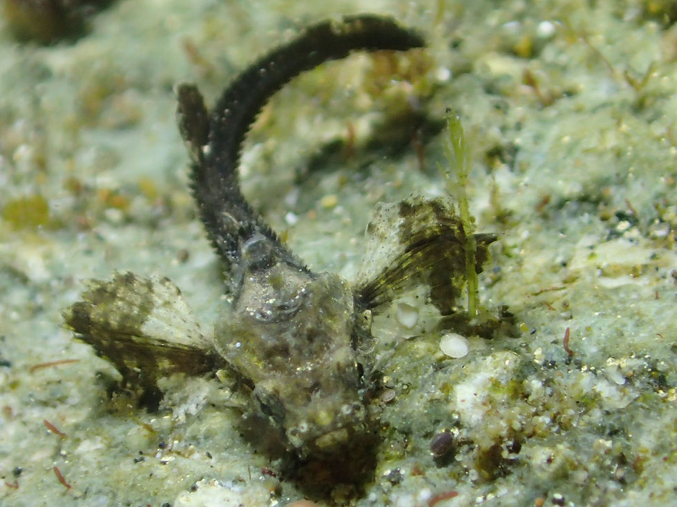 Sailfin poacher