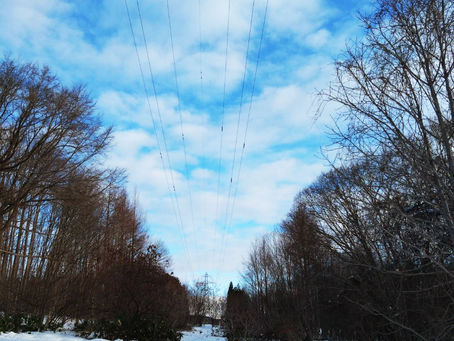 【特殊伐採】高圧送電線の接近木伐採