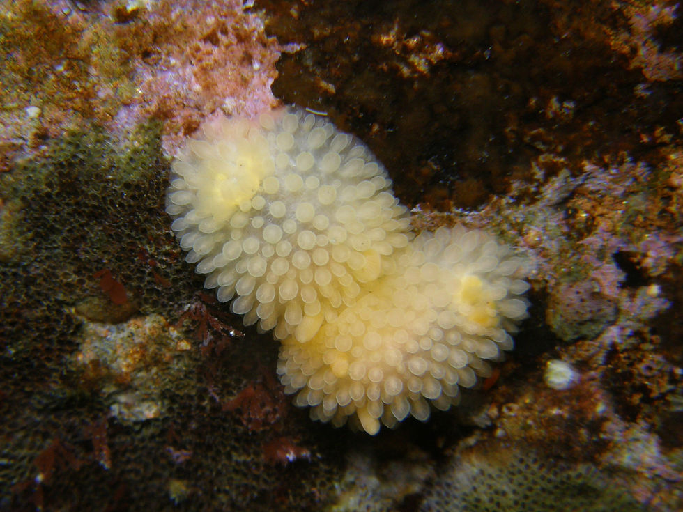 Adalaria proxima