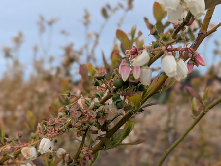 Are you ready for berries?
