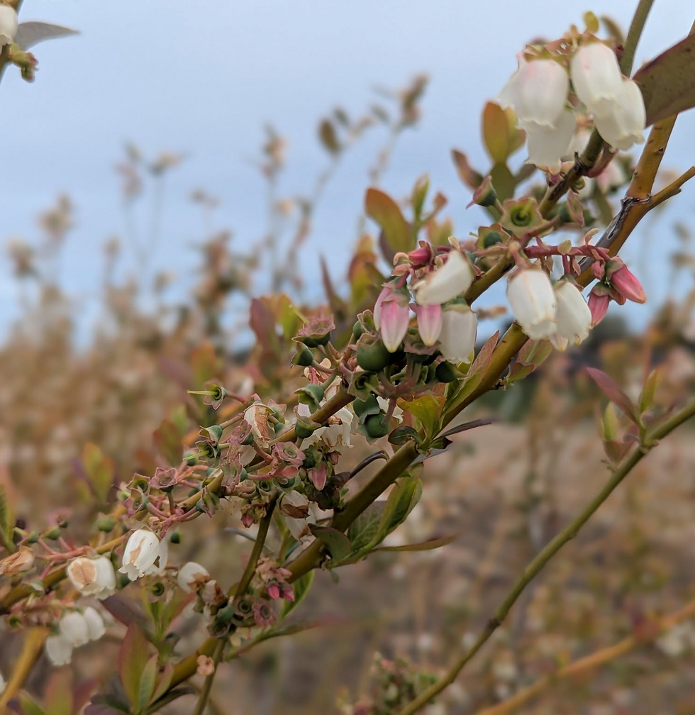Are you ready for berries?