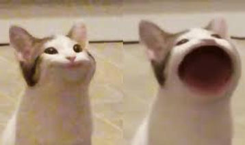 images.jpeg