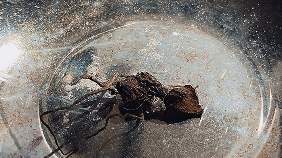 Eve Roots Adam and Eve Root | BanexBramble