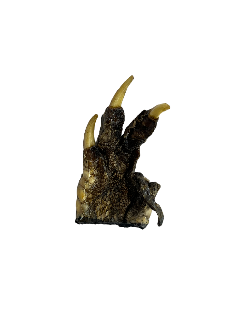 dehydrated and preserved alligator paw from Bane X Bramble, a curio which is used in folk magic, witchcraft, hoodoo, rootwork, and southern conjure to hold and protect money. It is often times placed with lodestones for money drawing spells.