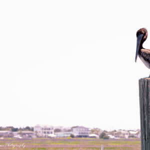 Wildlife