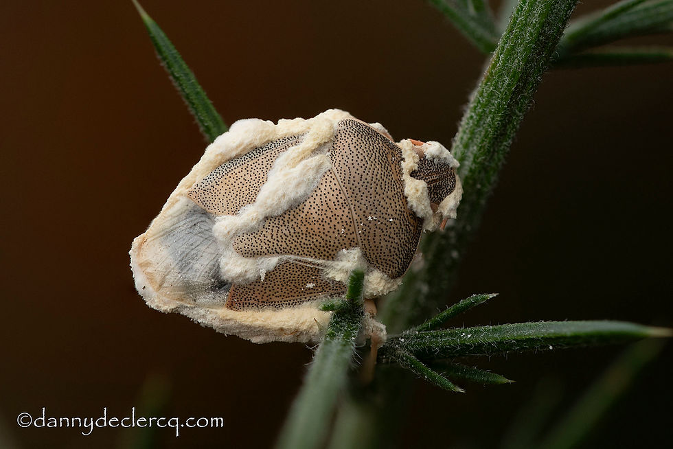Beauveria bassiana