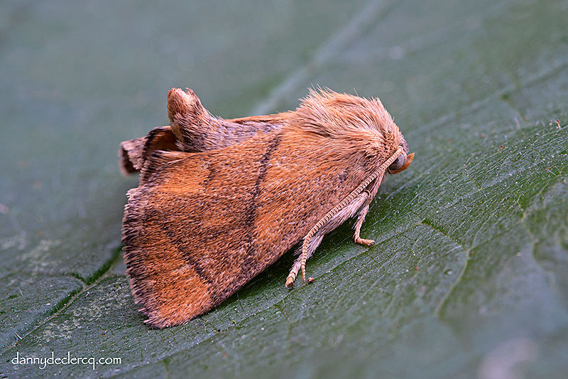 Andere macro nachtvlinders