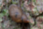Langwerpige barnsteenslak