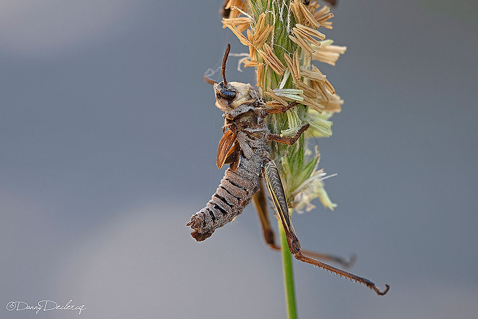 Entomophthora grylli