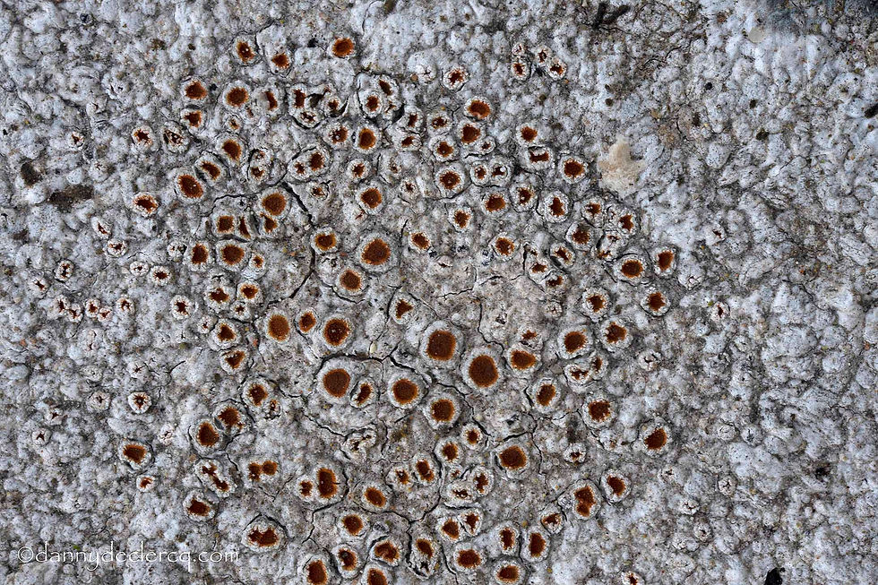 Kuettlingeria erythrocarpa