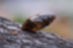 Glanzende agaathoren
