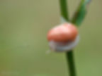 Witgerande tuinslak