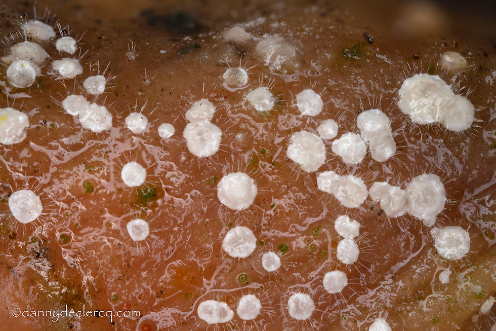 Volutella ciliata