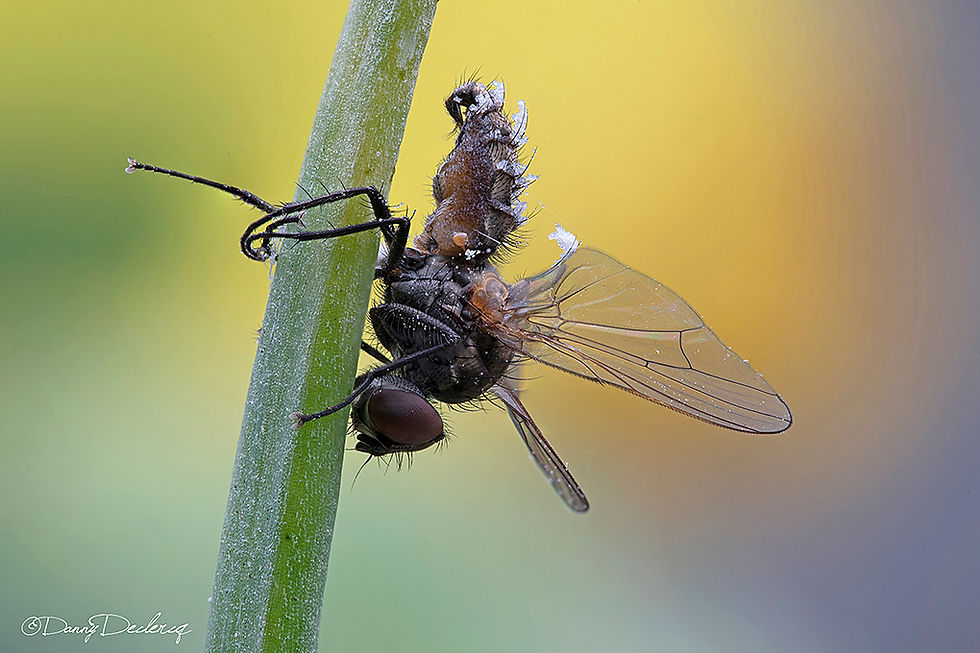 Entomophthora cf. muscae
