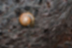 Grote glansslak