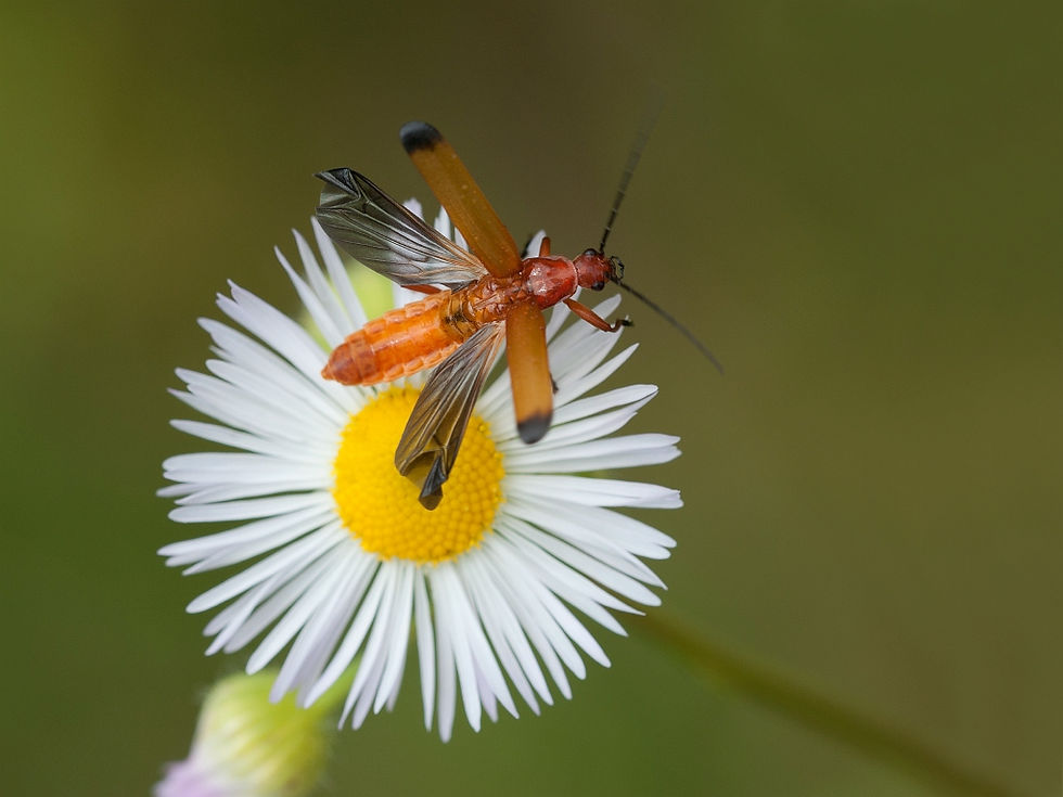 Kleine Rode Weekschild