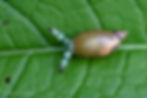 Leucochloridium paradoxum