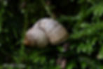 Geruite rondmondhoren