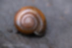 Bruine blinkslak