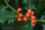 Hulst