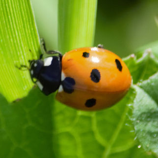 Coccinella septempunctata