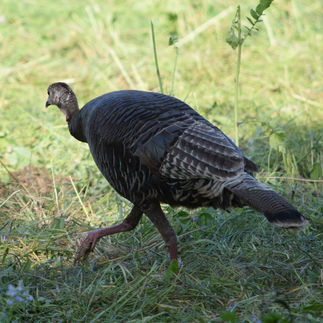 Meleagris gallopavo / Wild Turkey Suisun Valley birds