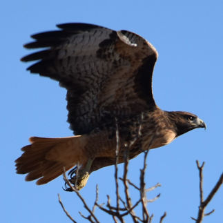 Buteo jamaicensis / Red Tailed Hawk Suisun Valley birds