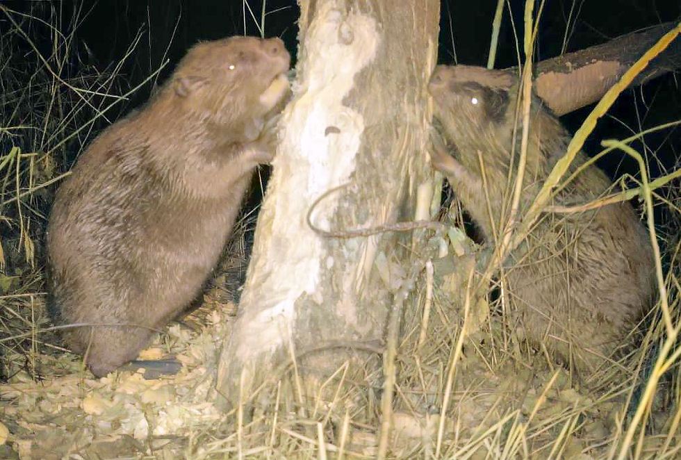 Beaver
