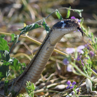 Pacific Gophersnake