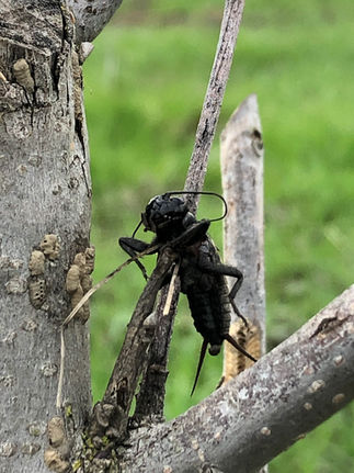Lanius ludovicianus / Loggerhead Shrike Suisun Valley birds