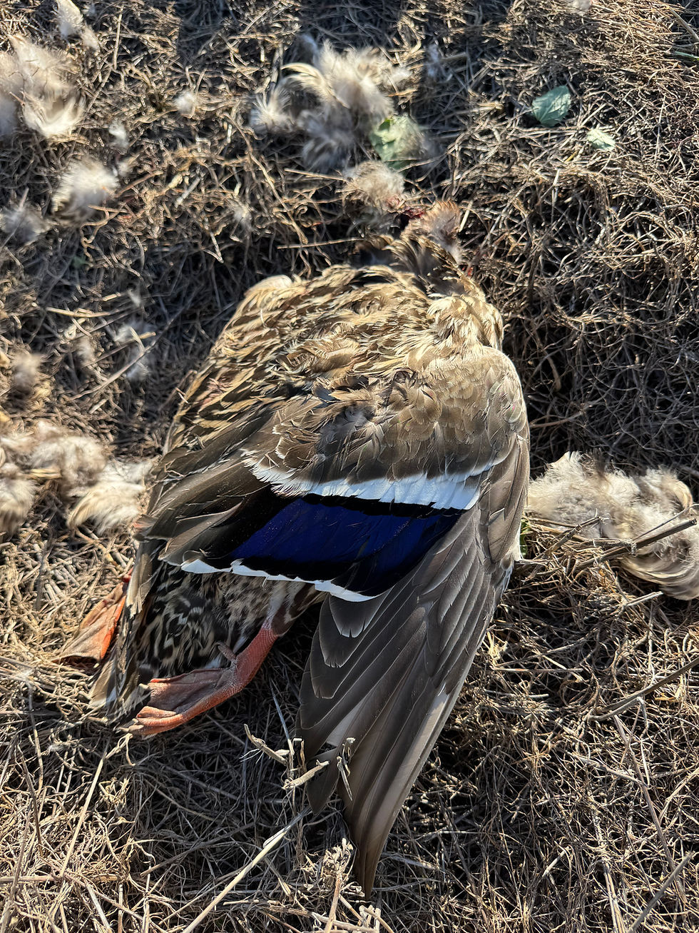 Mallard